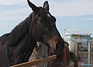 Волгоградка развивает конный экоцентр, благодаря государственной поддержке
