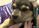 Брошенную умирать в мешке собаку спасли волгоградские волонтёры